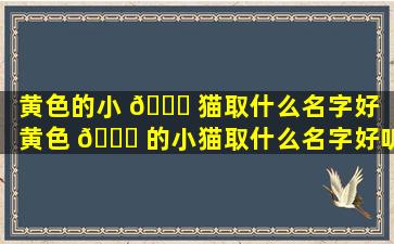 黄色的小 🐛 猫取什么名字好（黄色 🍀 的小猫取什么名字好听又好养）